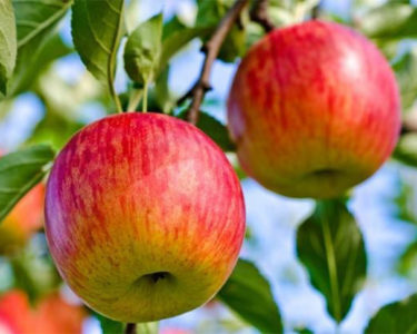 Crosscut Farm & Apple Orchard in Julian CA